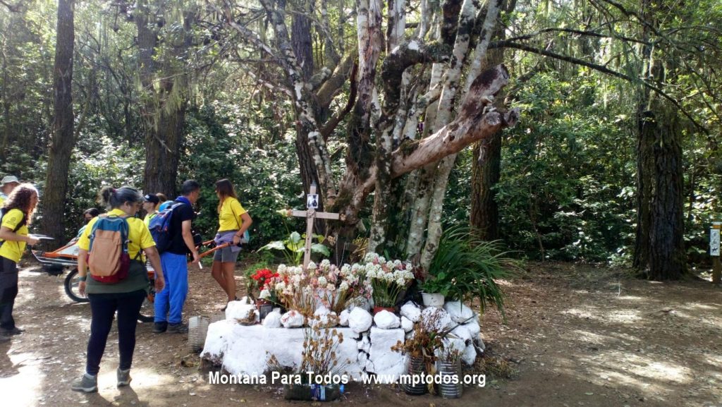Árbol de Las Crucitas, llamado así por las cruces que le rodean